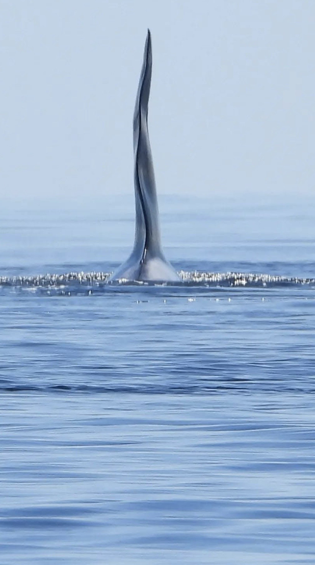 A dorsal fin of a whale above the surface of calm blue ocean water, taken in Campbell River waters.